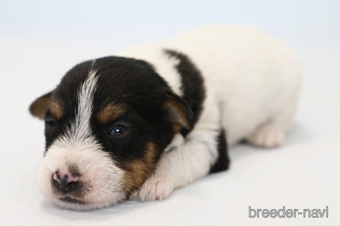 成約済の神奈川県のジャックラッセルテリア-170162の4枚目